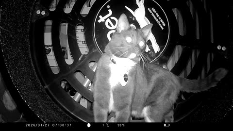 Cookie Cutter The Cat Random Footage, Filmed By KJK JDL201, Dbn, MI, January 24 To 28, 2026