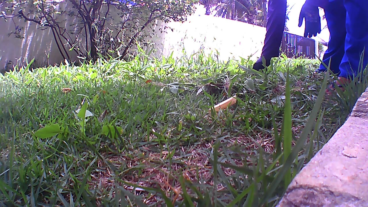 Removendo erva daninha da grama