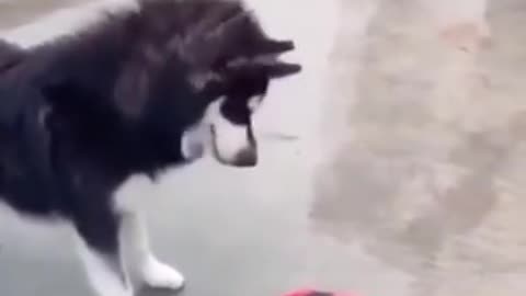 Dog is too nervous 🐶