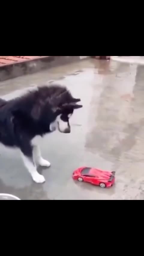 Dog is too nervous 🐶