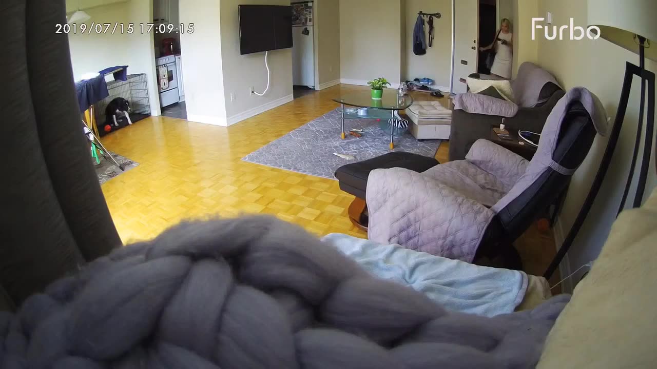 Border Collie Goes Back to Crate Before Owner Comes Home