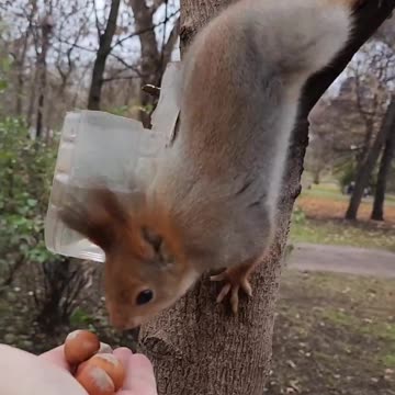 Squirrels in Gorky Park
