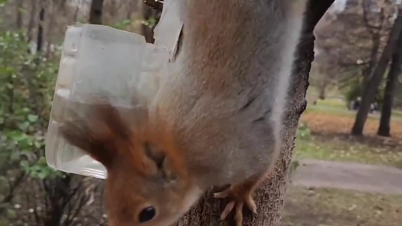 Squirrels in Gorky Park