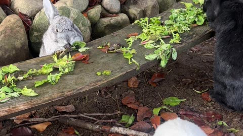 Epic Bunny Hops and Flops – Too Cute!