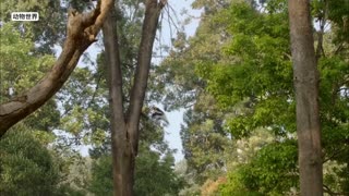 犀鸟母亲把自己关在了“监狱”下蛋，以防孩子被掠食者吃掉 #双角犀鸟 #囚鸟 #母爱的伟大