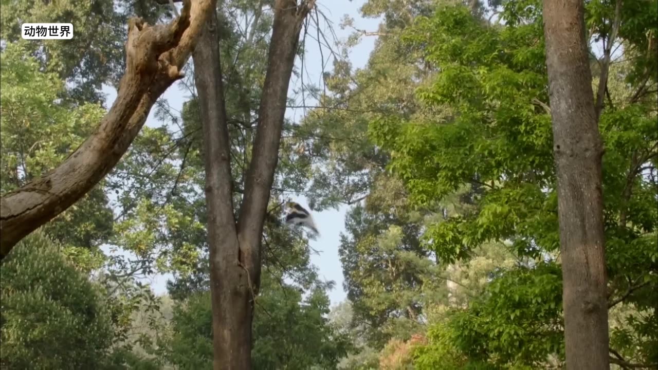 犀鸟母亲把自己关在了“监狱”下蛋,以防孩子被掠食者吃掉 #双角犀鸟 #囚鸟 #母爱的伟大