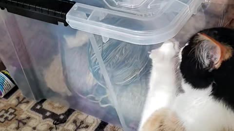 Cat Discovered My Yarn Stash