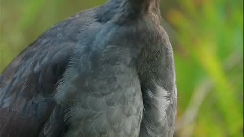 Who Is Stealing Sounds?