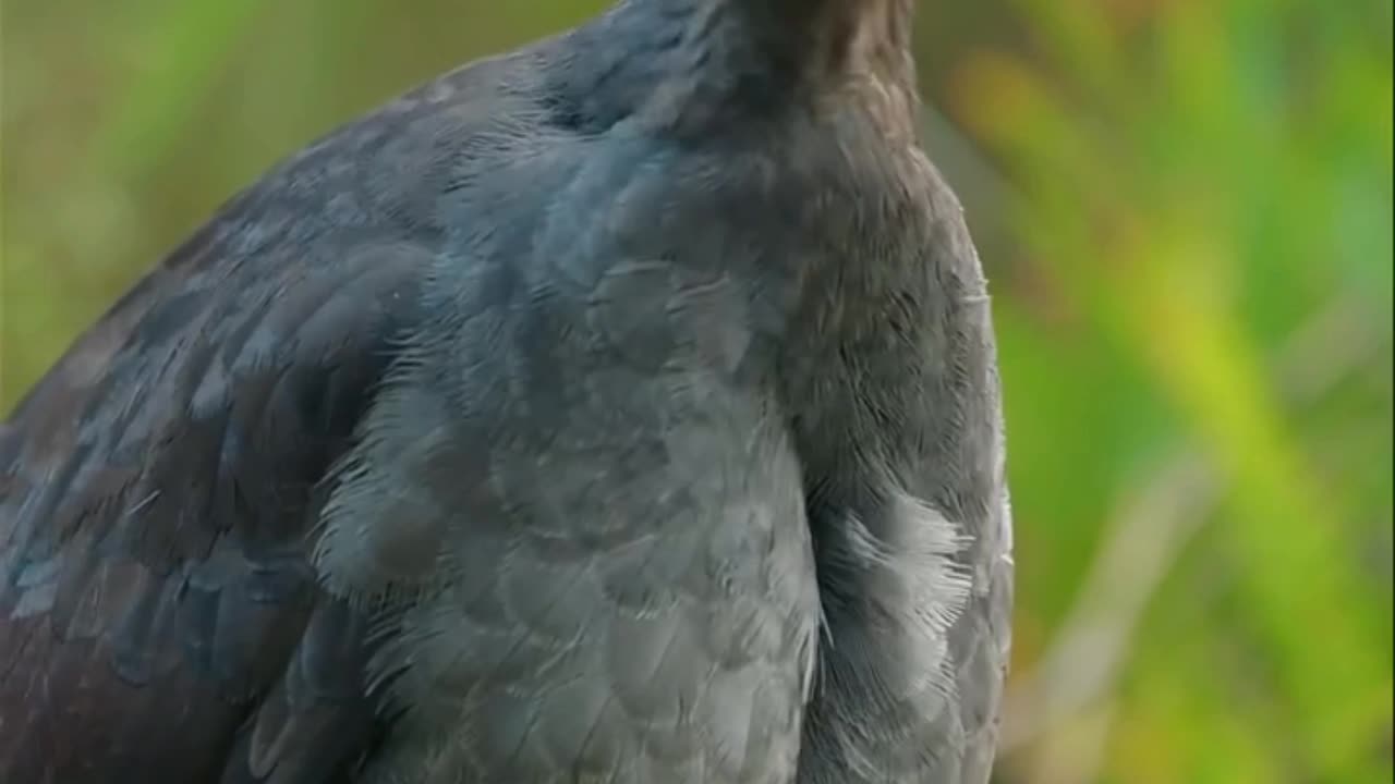 Who Is Stealing Sounds?