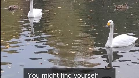 Daily Horoscope | Cancer 🌟