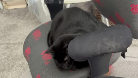 Cute Precious Piper Does Her Work - My Adopted Shelter Cat Vlog