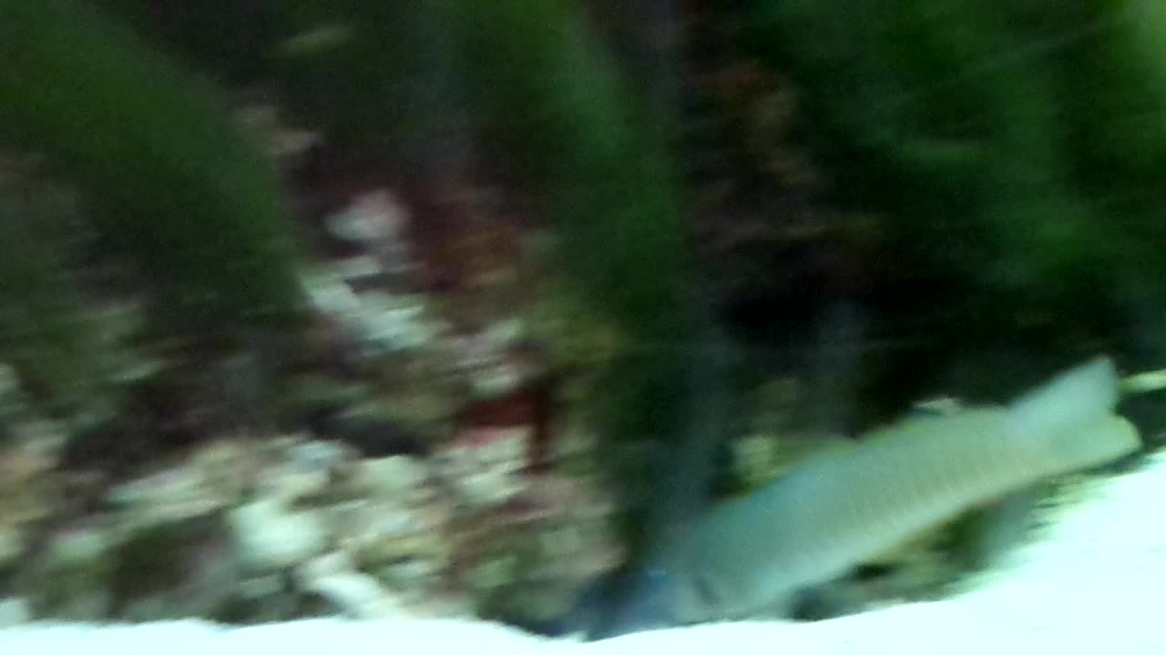 Sneaky elusive gobi fish CAUGHT ON TAPE