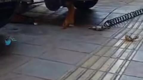mekanic cat