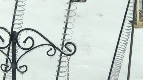 2 Woodpeckers Sharing Suet