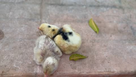 Chicken chicks vlog