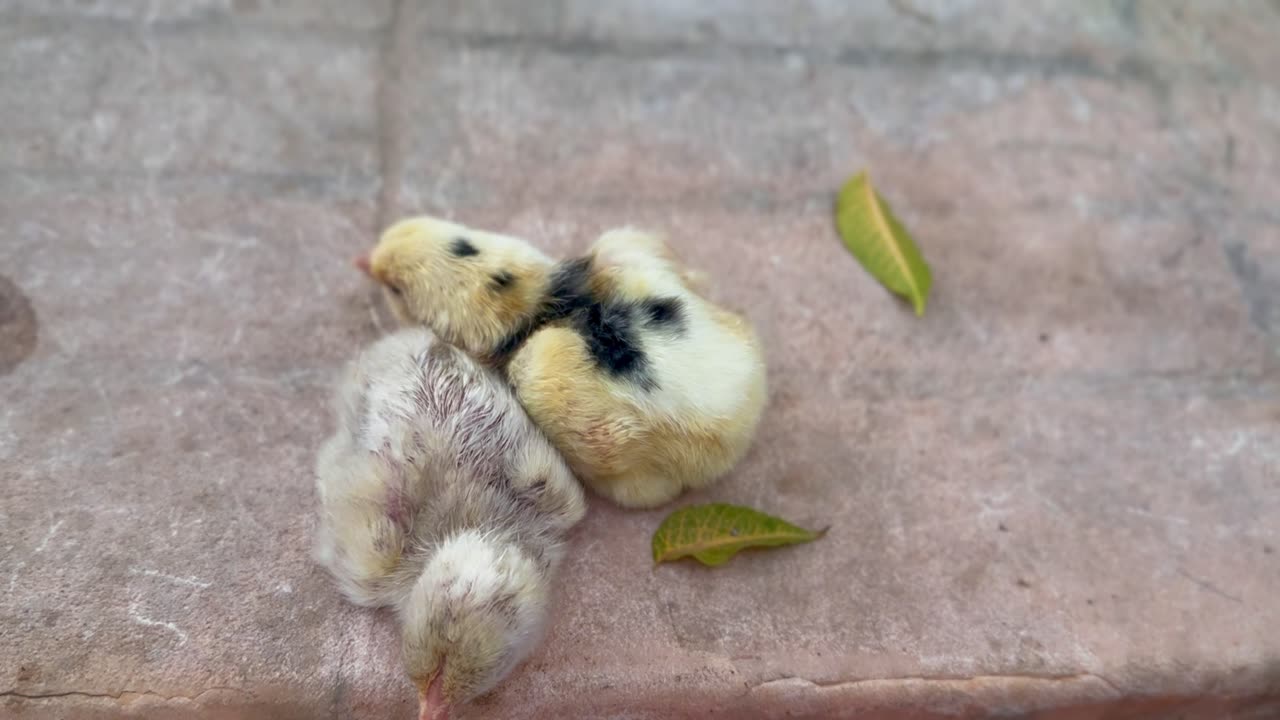 Chicken chicks vlog