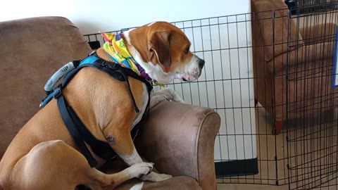 Goliath 5y A830498@TRN, lovely big boy once you get 2 know him Needs forever adoptin home20251012166