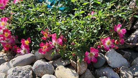 The Prettiest Drift Rose