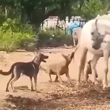 Pack Of Dogs Harasses Horse By Biting Tugging Its Tail - They FAFO.mp4