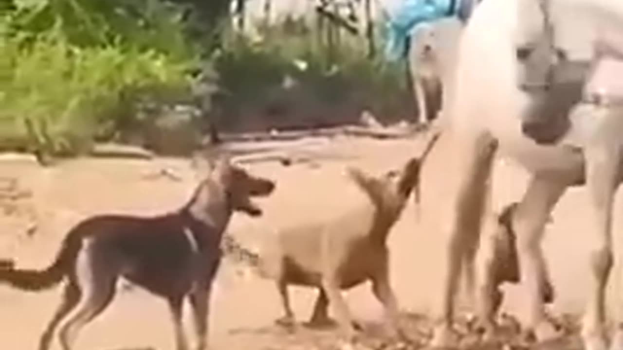 Pack Of Dogs Harasses Horse By Biting Tugging Its Tail - They FAFO.mp4