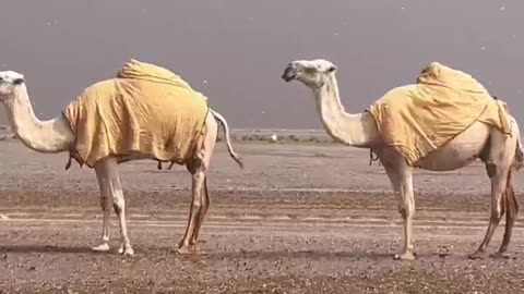 Camels Were Hit By Hail Near Al-Hanakiya (Saudi Arabia, 02/14/2025)