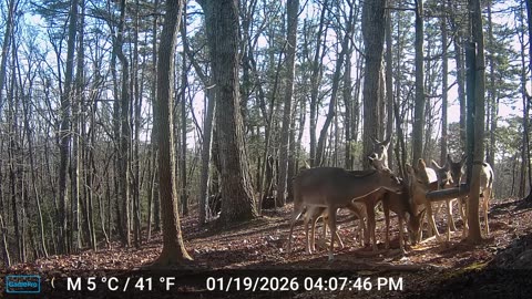 The Woods – 01/20/2026