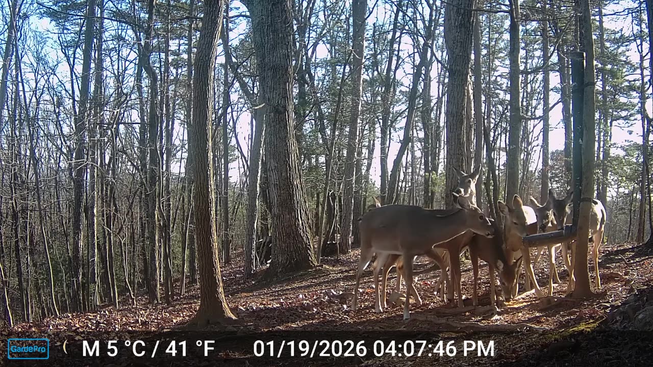 The Woods – 01/20/2026