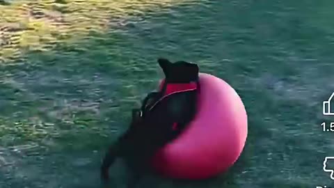 Funny cats and dogs #03