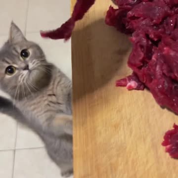 Foodie Cat Always Shows Up