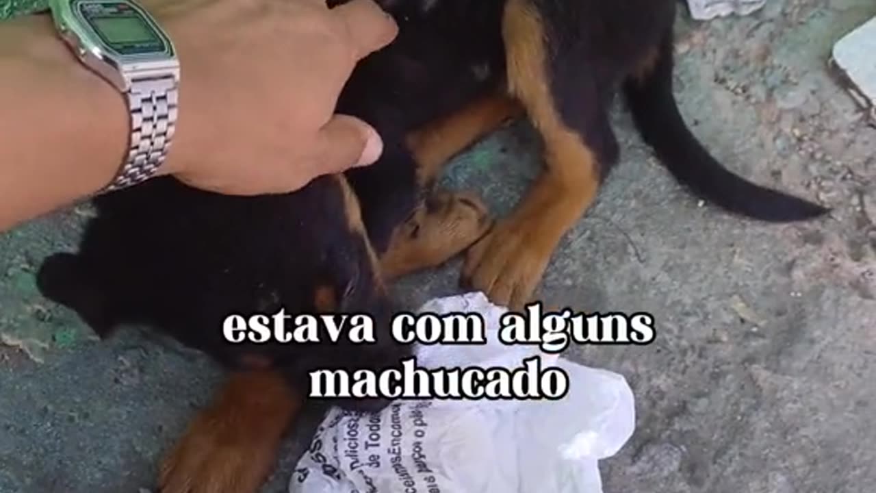 I found this doggy on the street