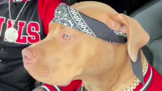 Dog's Comedy Videos 🤣 so cute videos and puppies comedy scenes 🤣 so cute 🥰🥰🥰🥰