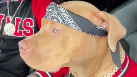 Dog's Comedy Videos 🤣 so cute videos and puppies comedy scenes 🤣 so cute 🥰🥰🥰🥰