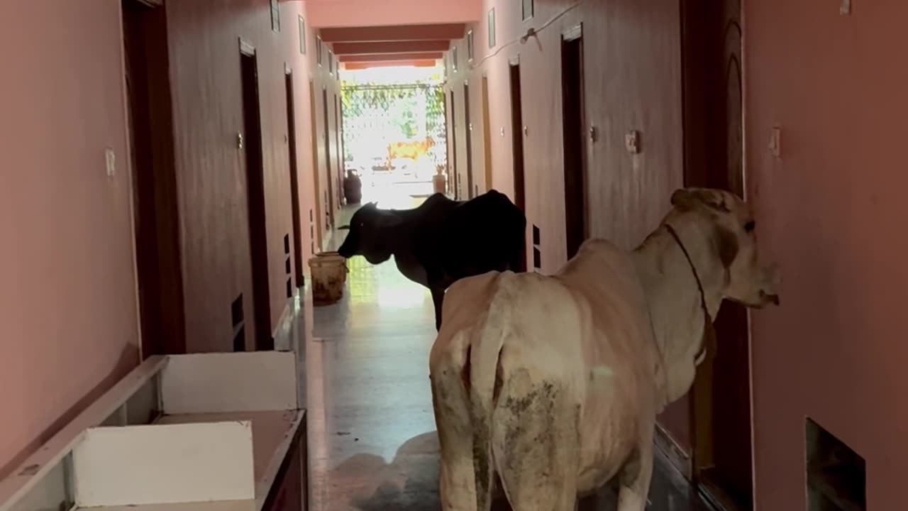 You Got Save Cows In All Ways ~ Give Up Cow Killing Attain True Love