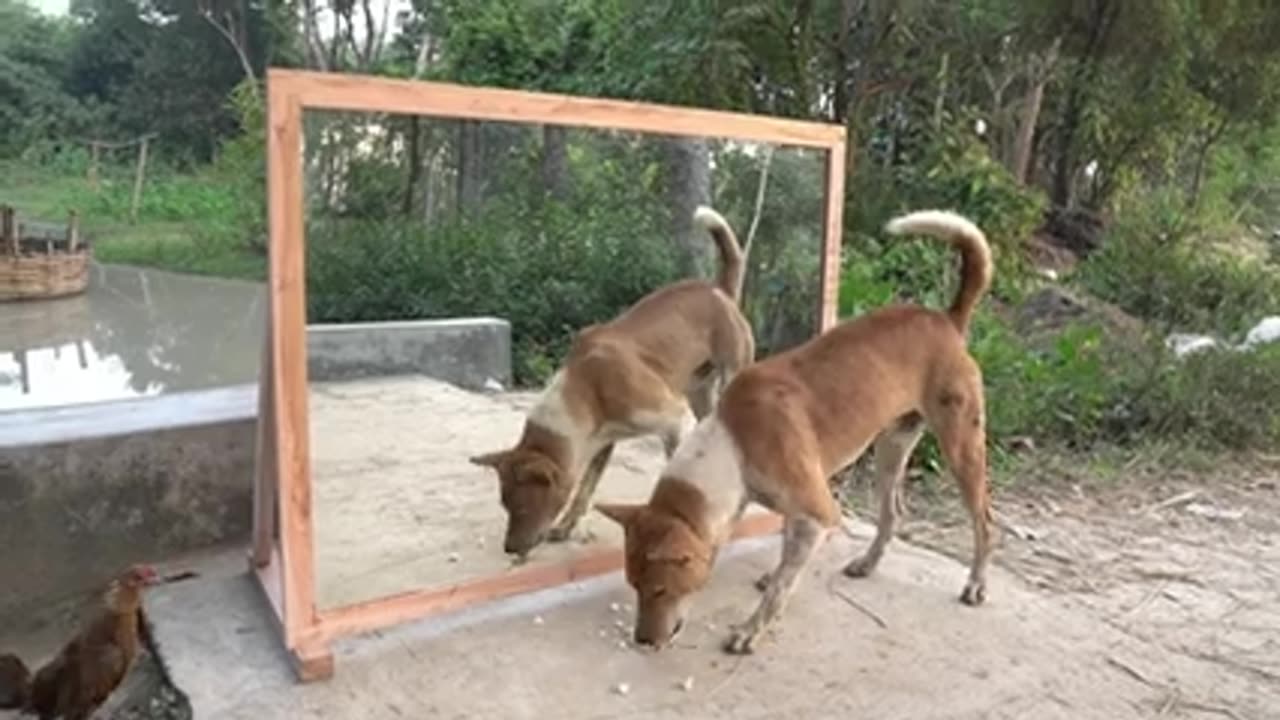 Dog reflection