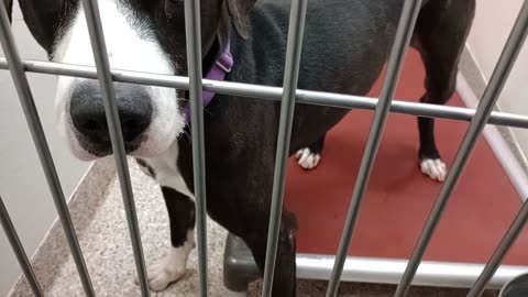 Harley 3y A872192 kennel 167 PACC shelter got pissed if I left but otherwise lovely boy20251022629