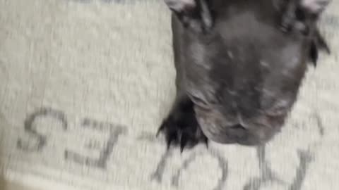 🚀 French Bulldog’s FIRST BIG JUMP! 🐾😂 | Adorable Black Frenchie Goes Viral 💖 #FrenchieLove