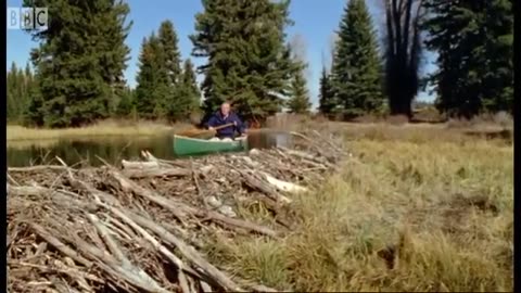 ‎Attenborough: the amazing Lyre Bird sings like a chainsaw! Now in high quality | BBC Earth