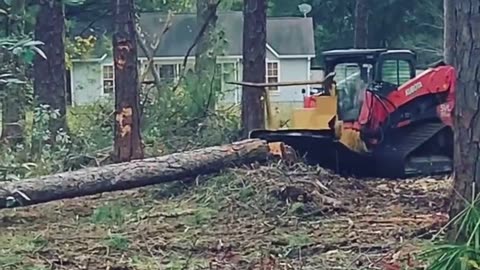 Tree Removal Service in Mississippi