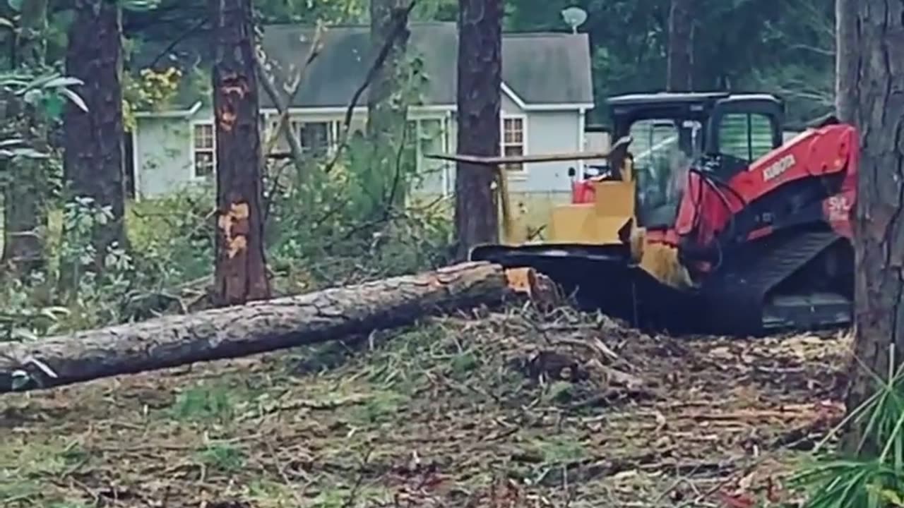 Tree Removal Service in Mississippi