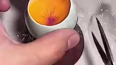 Miraculous Story of a Duck's survival!