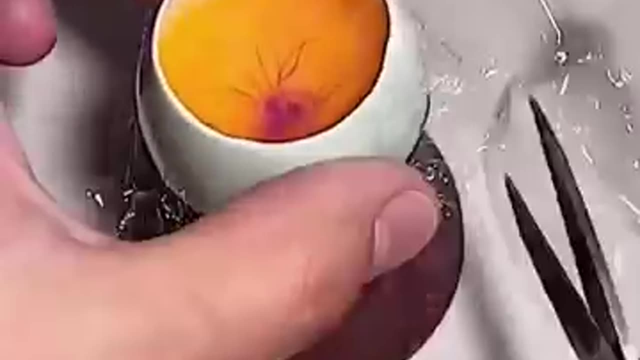 Miraculous Story of a Duck's survival!