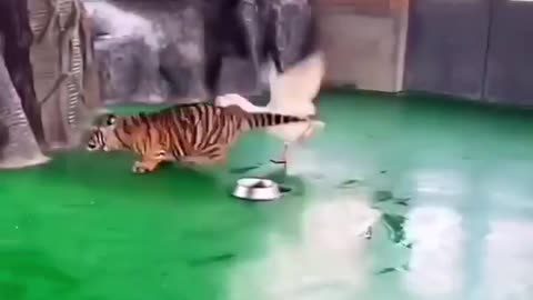 Tigre só quer brincar