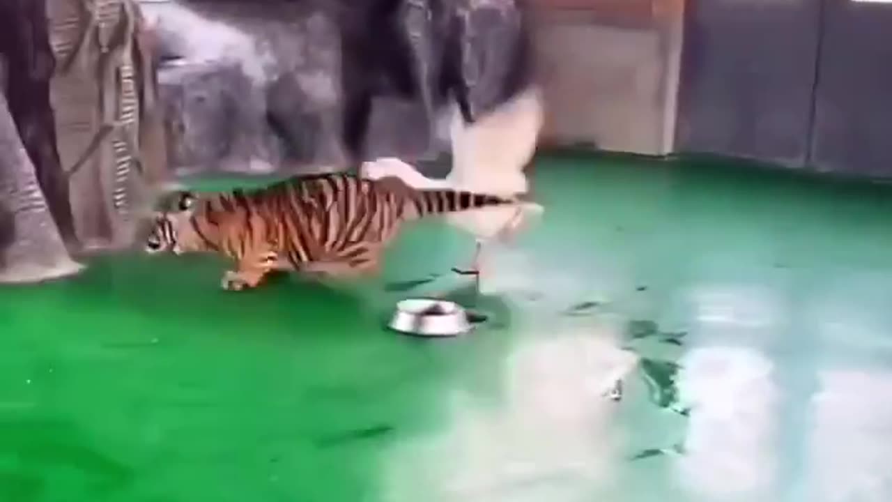 Tigre só quer brincar
