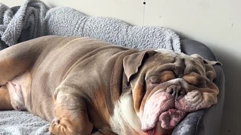 Puppadog Videos