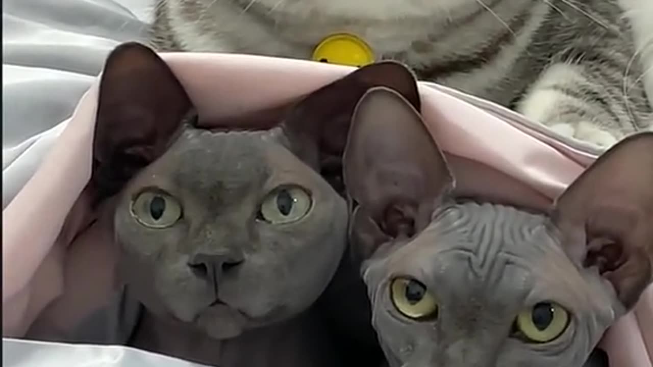 Funny Cats