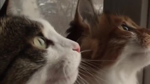 😂🐦 You Won't Believe What Happens Next! | FunFM
