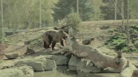 Discover America's Largest Animals and Their Habitats!