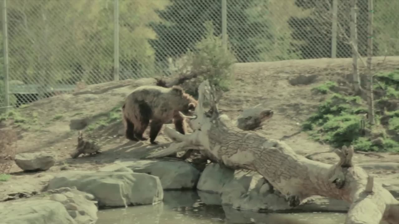 Discover America's Largest Animals and Their Habitats!