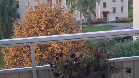 Se på fåglarna. Örebro 10 Okt. 2025