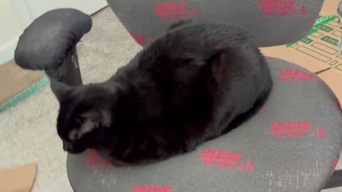 Cute Precious Piper Deserves a Promotion - My Adopted Shelter Cat Vlog